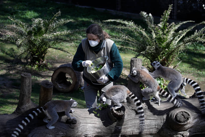 Рим, Италия. Сотрудница зоопарка кормит лемуров