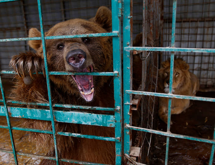 Ан-Наджаф, Ирак. Медведь и лев в закрытом из-за коронавируса зоопарке