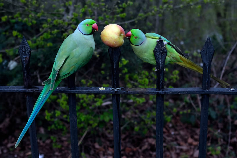 Лондон, Великобритания. Попугаи едят яблоко в Гайд-парке