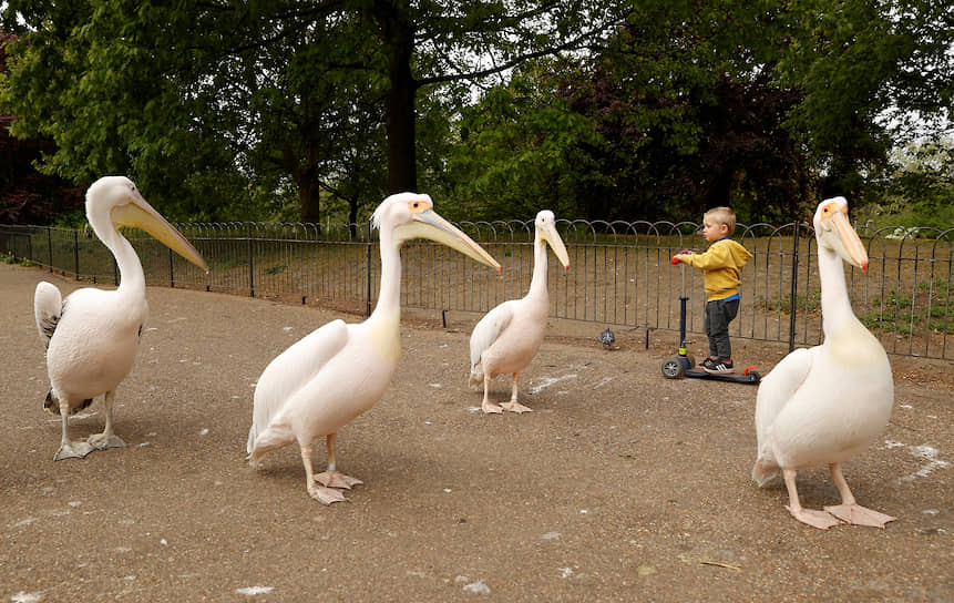 Лондон, Великобритания. Пеликаны в Сент-Джеймсском парке 