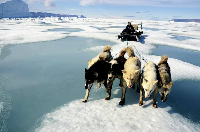 Собачья упряжка едет по тающему ледяному покрову в районе населенного пункта Канак в Гренландии 
