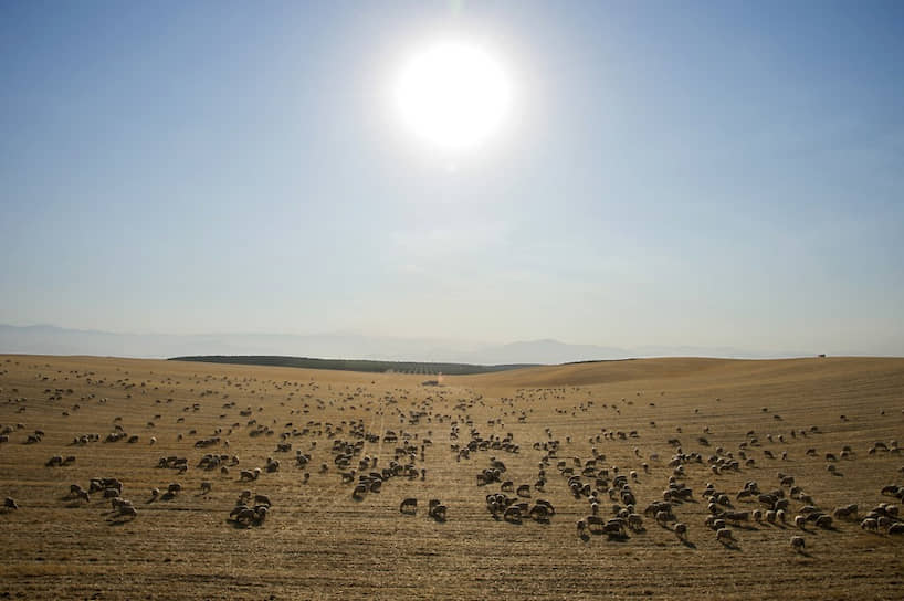 Овцы пасутся на засохшем поле в районе города Мак-Фарленд в Калифорнии 