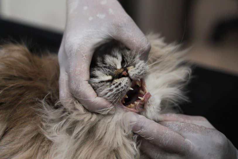Каир, Египет. Кошка на приеме у ветеринара