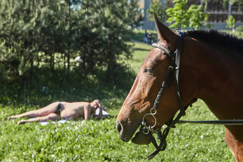 Выборгский район, Ленинградская область. Лошадь пасется на лужайке 