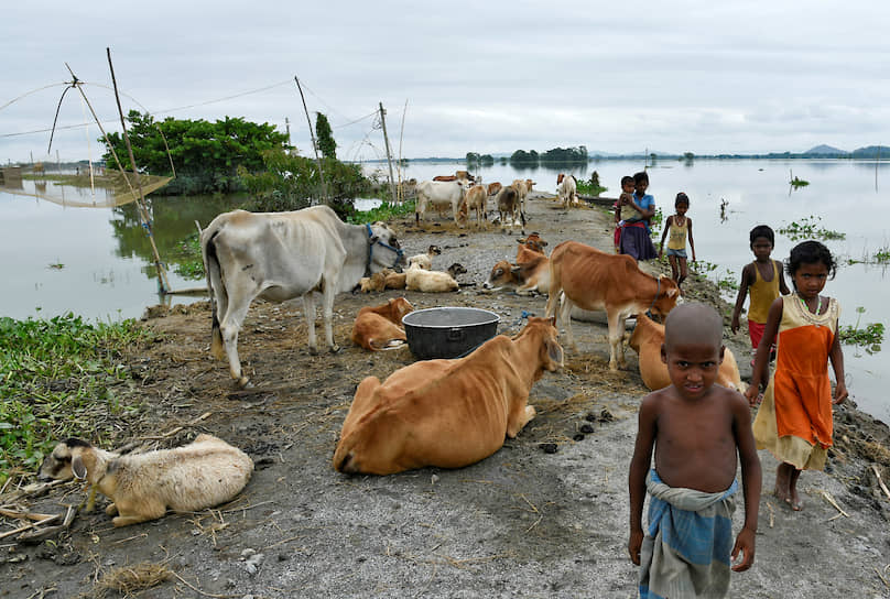 Моригаон, Индия. Дети идут по подтопленному берегу мимо коров 