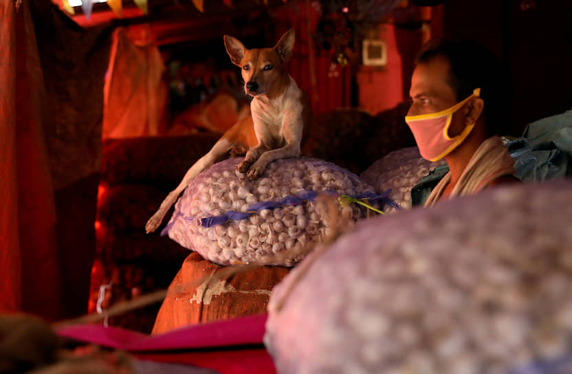 Калькутта, Индия. Собака сидит на мешке с чесноком рядом с мужчиной в маске на закрытом из-за локдауна рынке 