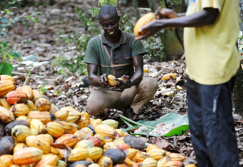 На протяжении большей части истории независимого Кот-д`Ивуара эта страна является мировым лидером по производству какао