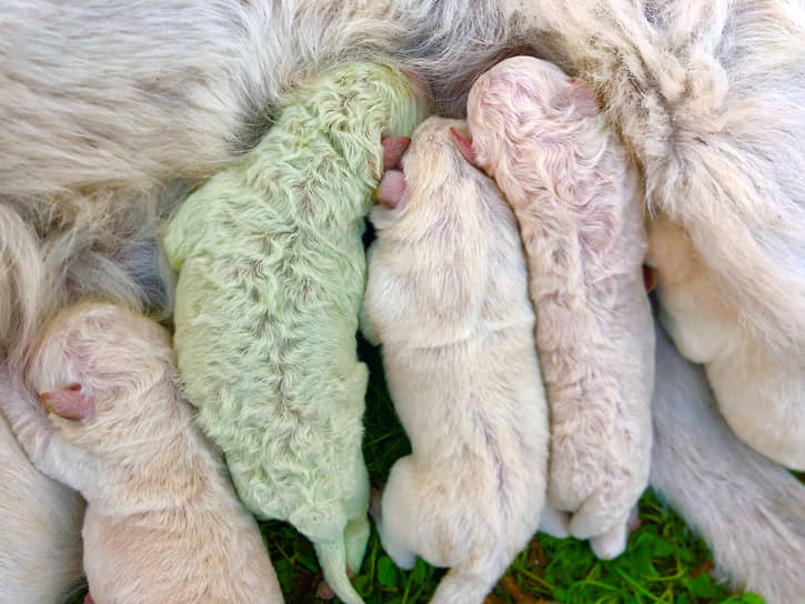 Паттада, Италия. Новорожденные щенки 