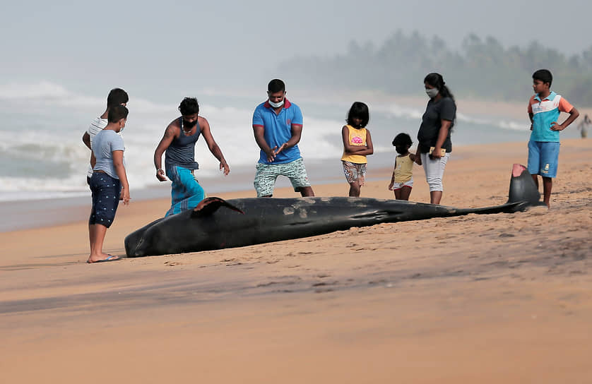Панадура, Шри-Ланка. Люди на пляже смотрят на мертвого черного дельфина 
