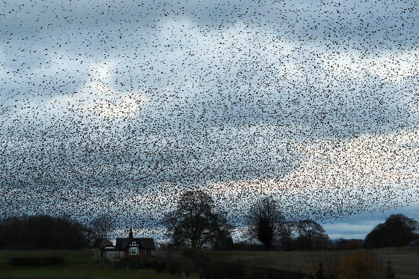 Каттерик, Великобритания. Скворцы летают над полем 