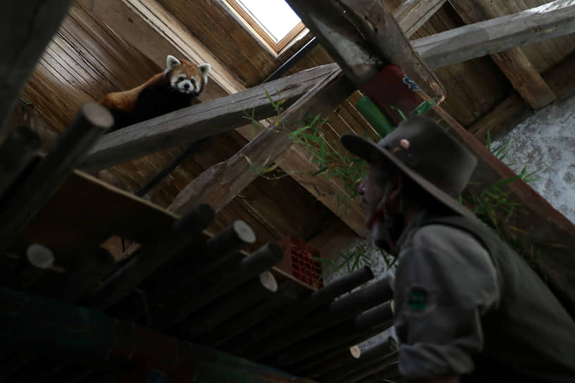 Сантьяго, Чили. Перевезенная из Японии малая панда обживается в зоопарке 
