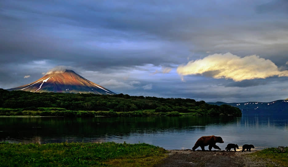 Медведи на берегу Курильского озера на Камчатке и вид на вулкан Ильинская Сопка 