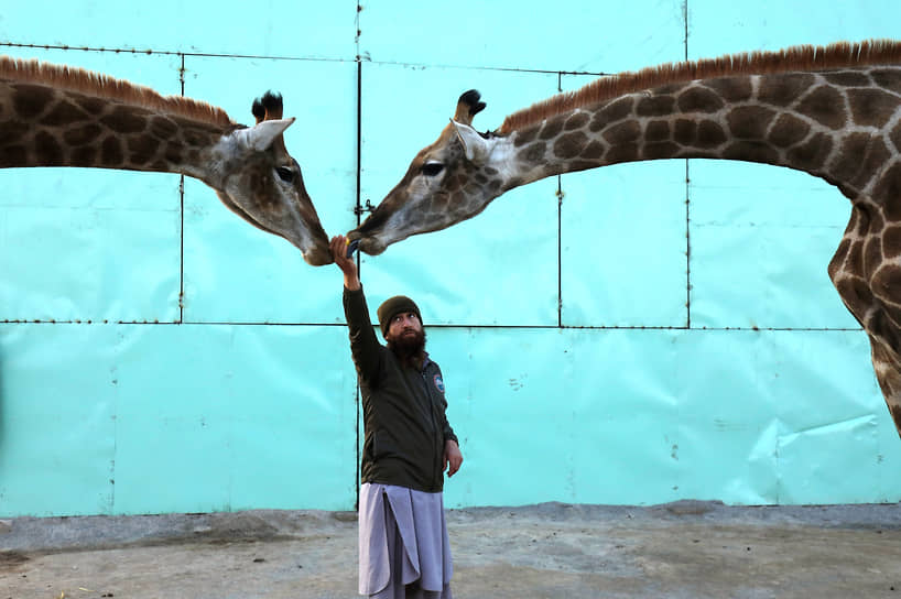 Пешавар, Пакистан. Сотрудник зоопарка кормит жирафов 