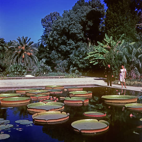 В Сухумском ботаническом саду, 1966 год