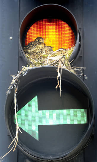 Лидс, Великобритания. В 2009 году фотограф Пол Уитли запечатлел самку дрозда-дерябы, которая выбрала светофор для постройки гнезда