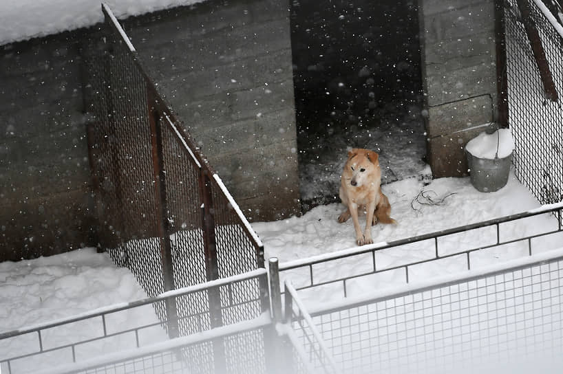 Москва Россия. Занесенный снегом приют для собак