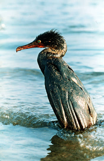 Птицы — традиционные жертвы нефтяных загрязнений