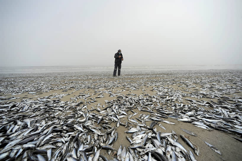 Хорконес, Чили. Мертвые рыбы на берегу 