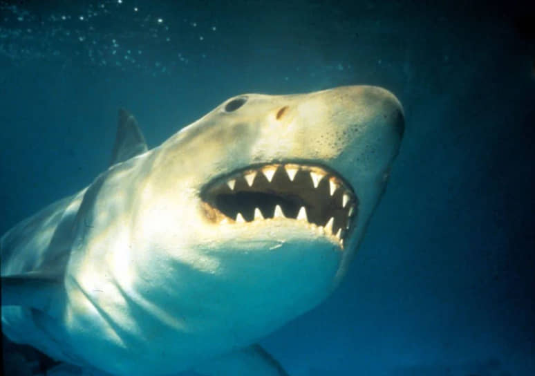 Самая страшная акула в мире - 68 фото