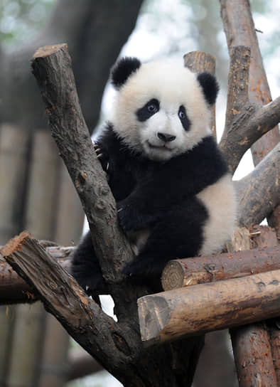 Ченду, Китай.  Панда в Центре разведения и содержания панд