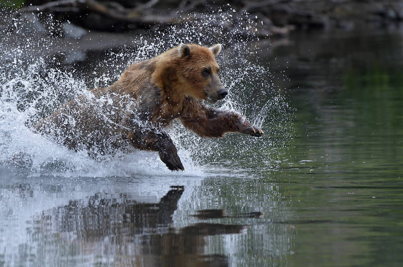 Камчатский край, Россия. Медведь на озере 