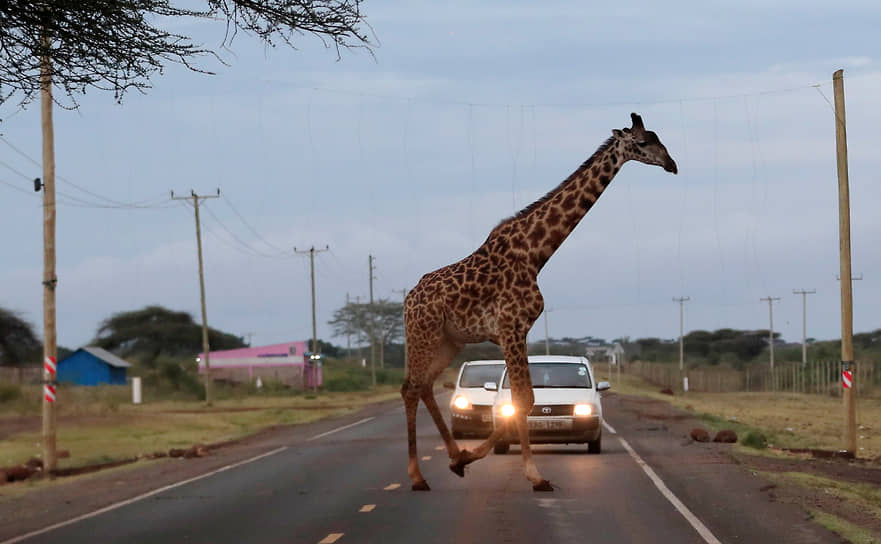 Кимана, Кения. Жираф переходит дорогу