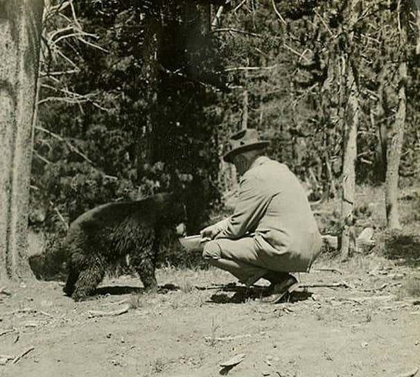 «Турне понимания». Президент Гардинг кормит медведя Макса в Йеллоустонском национальном парке