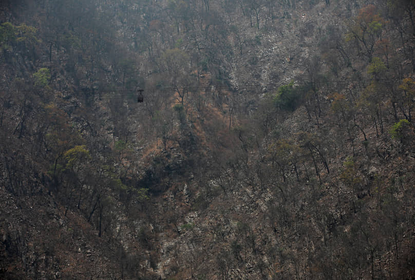 Макванпур, Непал. Сгоревшие после лесного пожара деревья 