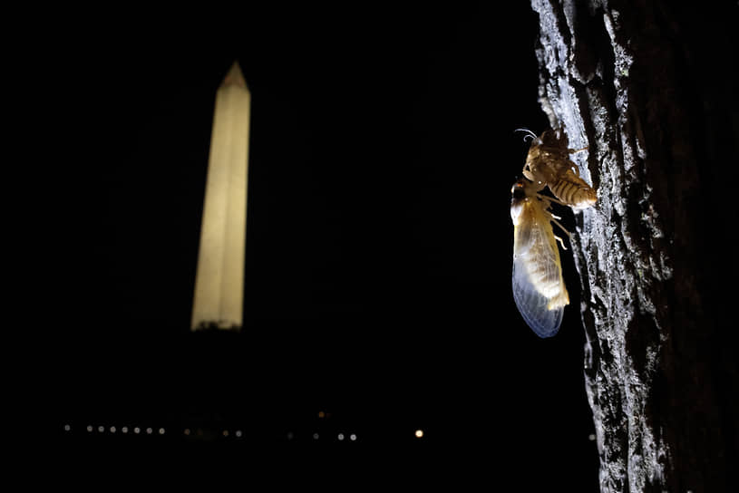 Вашингтон, США. Цикады в парке на Национальной аллее