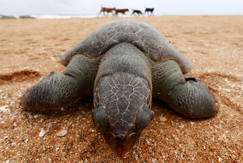 Коломбо, Шри-Ланка. Морская черепаха, которую выбросило на берег