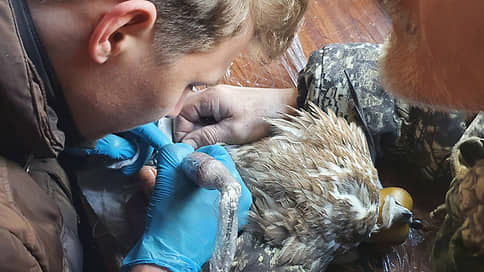 «Ловцы могут кольца просто-напросто срезать и снять»