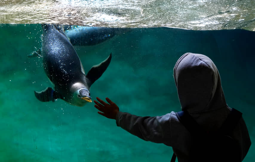 Камброн-Касто, Бельгия. Ребенок тянется к пингвину в парке Пайри Дайза