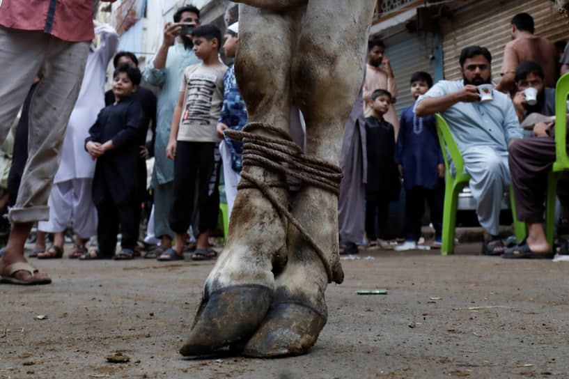 Карачи, Пакистан. Связанная корова на празднике Курбан-байрам 