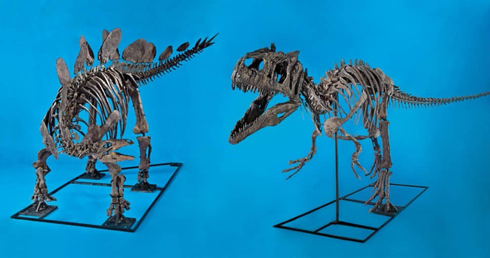 В июне 2011 года два скелета динозавров, названных «дерущейся парой», были проданы с аукциона Heritage за $2,8 млн анонимному музею. Скелеты аллозавра и стегозавра предлагались вместе, так как были обнаружены неподалеку друг от друга с переплетенными конечностями. Это привело ученых к выводу, что перед смертью они бились насмерть