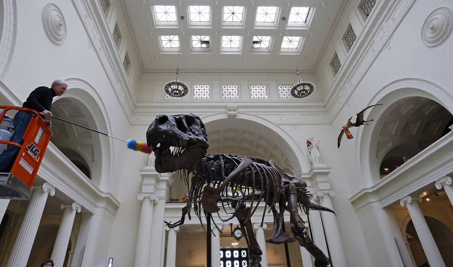 В октябре 1997 года с молотка на Sotheby’s ушел тираннозавр «Сью» за $8,3 млн. Его приобрел чикагский Музей естественной истории им. Филда. С 2018 года ему посвящена собственная галерея, а череп выставляется отдельно, так как часто берется исследователями для изучения