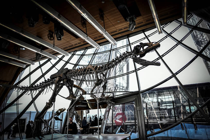В июне 2018 года в Париже на аукционе Aguttes за $2,4 млн был продан скелет предполагаемого аллозавра. Некоторые отличия в его скелете вызвали споры о том, что это новый, еще не изученный вид динозавров, однако петиции и просьбы ученых отложить аукцион для изучения останков ни к чему не привели