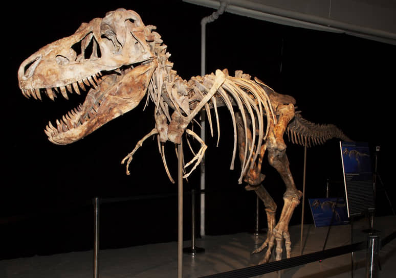 В июне 2012 года на аукционе Heritage за $1 млн был продан скелет тарбозавра. Спустя месяц Министерство внутренней безопасности США постановило вернуть его в Монголию, откуда тарбозавра нелегально ввезли в США в 2010 году