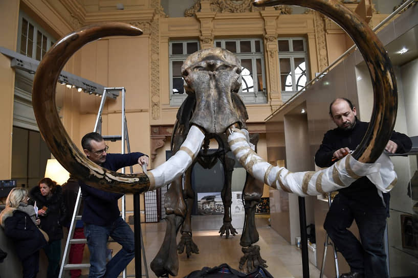 В декабре 2017 года скелет мамонта был продан с аукциона за $645 тыс. Обнаруженный в Сибири, скелет был приобретен французской компанией SOPREMA, занимающейся гидроизоляцией. С тех пор он выставляется в лобби фирмы