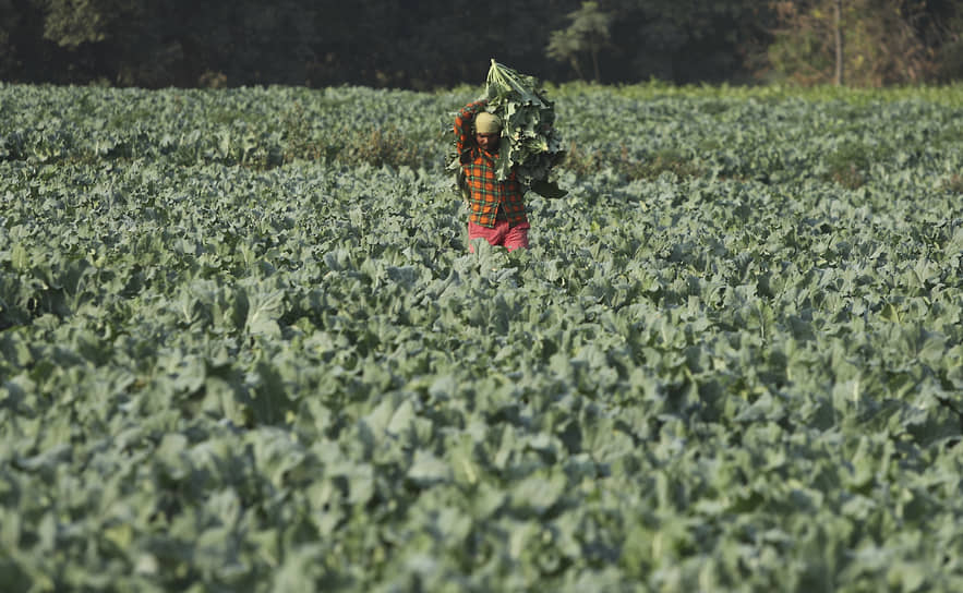 Джамму, Индия. Фермер во время сбора урожая капусты