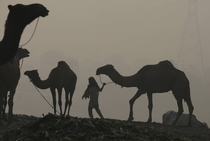 Лахор, Пакистан. Девушка с верблюдами
