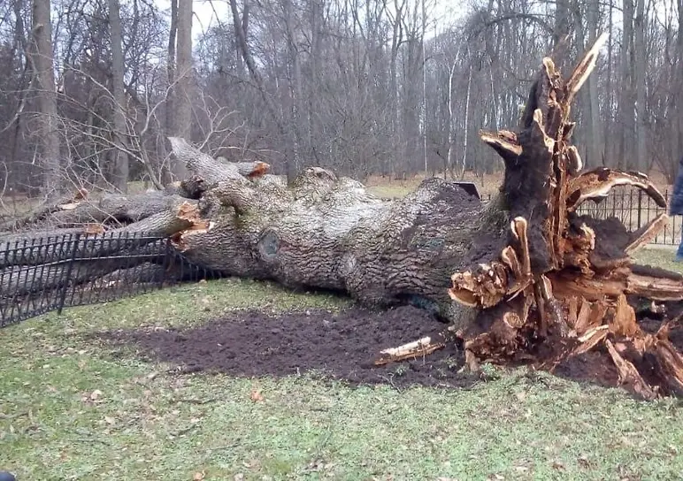 Бук, дуб и ясень твердые породы дерева для изготовления мебели в интернет-магазине мебели prachka-mira.ru