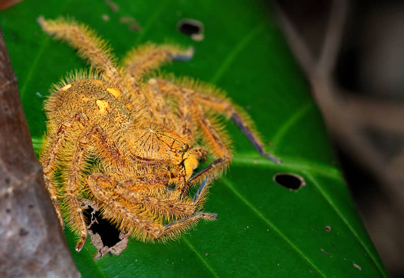 В 2009 году видный германский арахнолог Петер Йегер открыл новый вид паука, которому дал имя Heteropoda davidbowie.