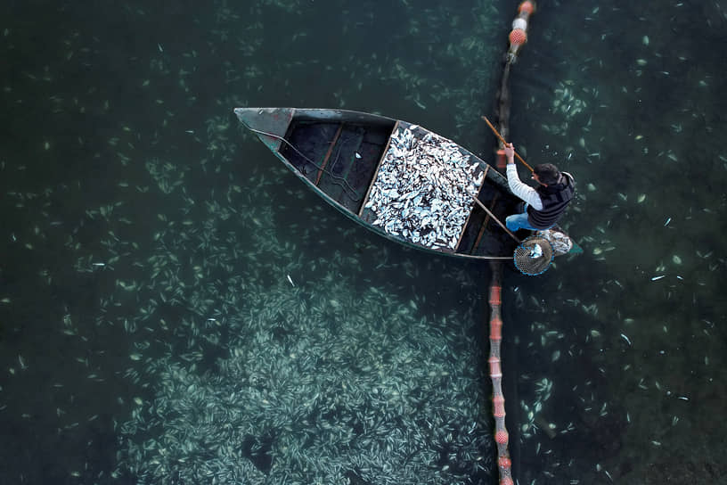 Игуменица, Греция. Фермер собирает рыбу, погибшую от холода