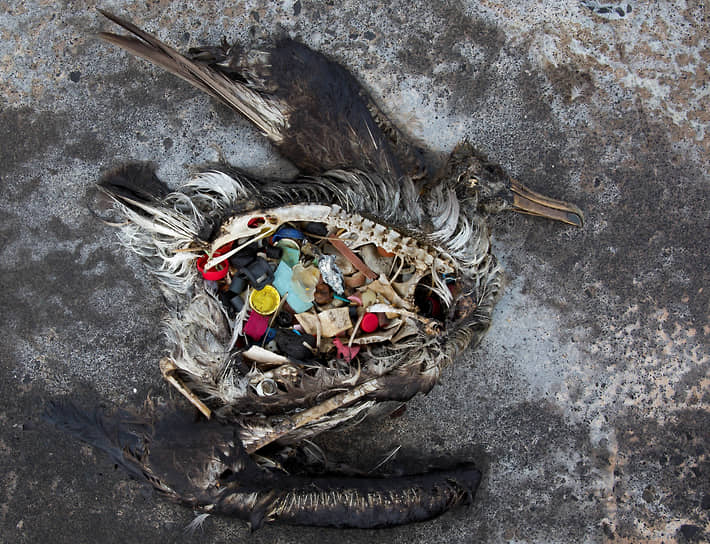 Этому птенцу черноногого альбатроса не повезло родиться на острове Мидуэй, среди Великого тихоокеанского мусорного пятна. Хотя сотрудники Службы охраны рыбных ресурсов и диких животных США ежегодно собирают на острове 20 тонн пластика, тысячи птиц продолжают гибнуть, принимая пластиковые отходы за пищу