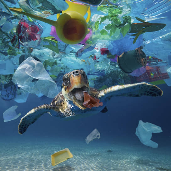 Черепаха ест пластиковый стаканчик, дрейфующий посреди огромного мусорного пятна, плавающего в океане. Животные часто по ошибке проглатывают кусочки пластика, принимая их за еду