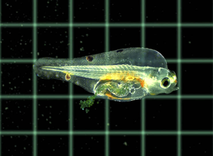 Микропластиком питаются даже мальки рыб, принимая его за планктон
