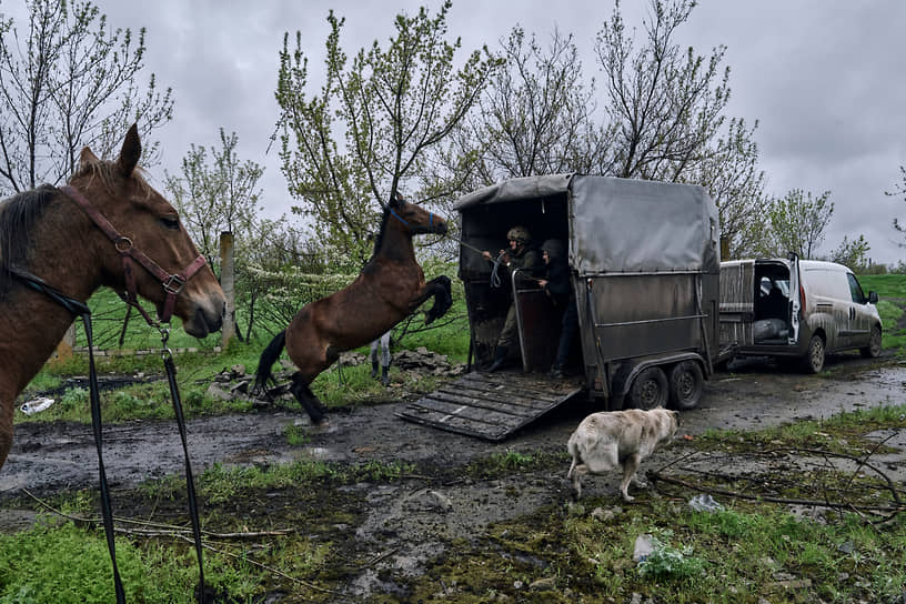 Украинские солдаты и волонтеры пытаются погрузить лошадей в грузовик в Авдеевке