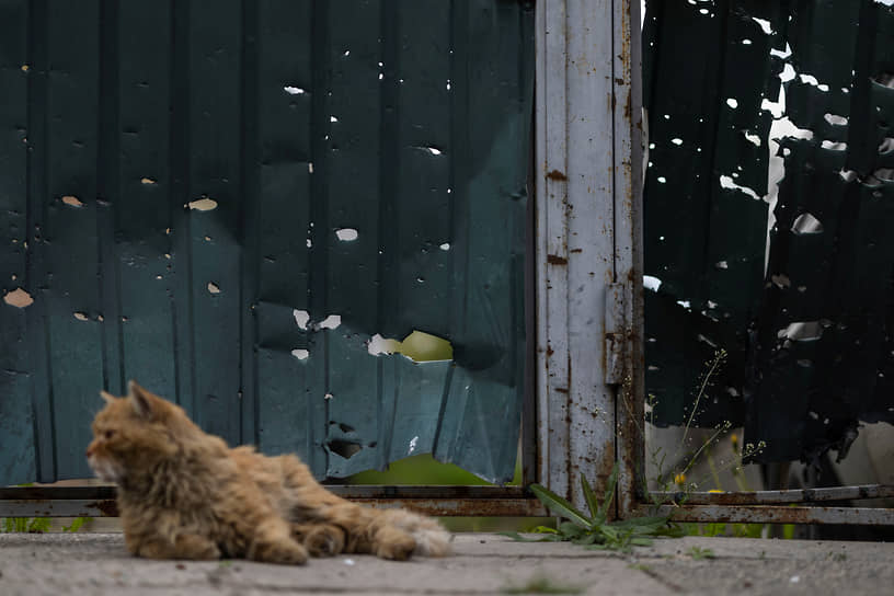 Кошка сидит перед уничтоженным забором после обстрела жилого района в Ирпене