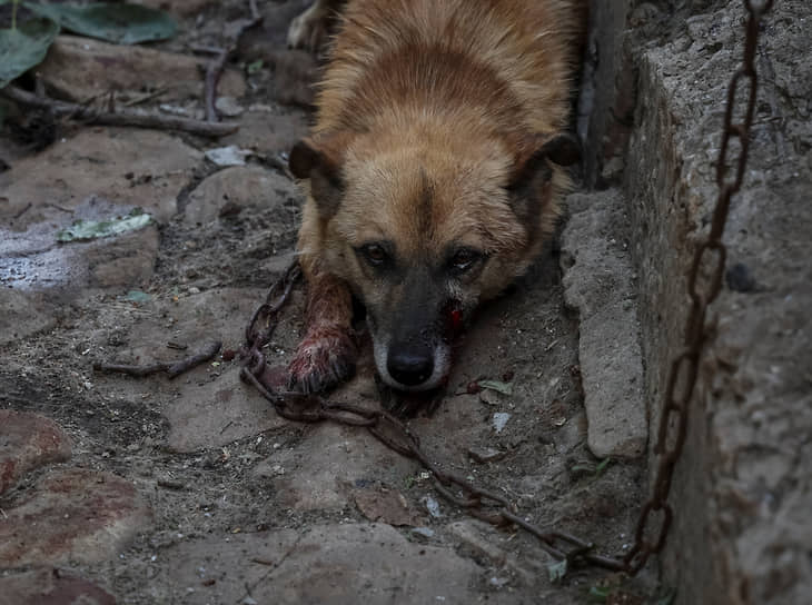 Раненая собака лежит во дворе в Константиновке