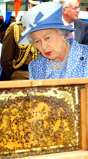 У &lt;b>королевы Великобритании Елизаветы II&lt;/b> есть собственная пчелиная ферма. Сад Букингемского дворца — дом для четырех итальянских ульев. Пчелы полностью обеспечивают королевскую семью медом